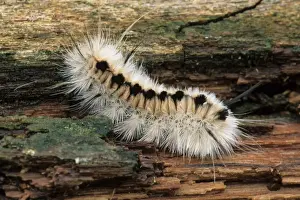 Hairy Prints: Pale Tiger Moth (Halysidota tessellaris) caterpillar, on log, U. S. A
