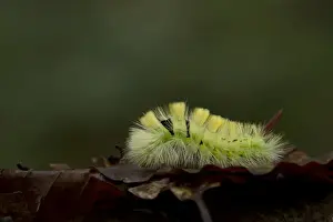 Lepidoptera Prints: Pale Tussock Moth (Calliteara pudibunda) caterpillar