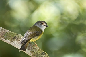 Queens Land Prints: Pale-yellow Robin (Tregellasia capito) adult, perched on branch, Queensland, Australia