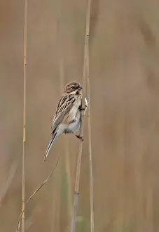 Stem Prints: Pallas's Reed Bunting (Emberiza pallasi) adult female