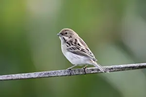 Oriental Prints: Pallass Reed Bunting (Emberiza pallasi) adult male