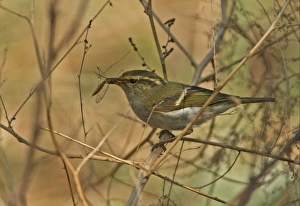Pallass Warbler (Phylloscopus proregulus) adult, with cranefly prey in beak, perched on stem, Hebei, China, may