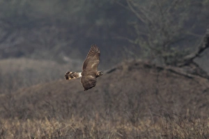 Keoladeo Ghana Prints: Pallid Harrier (Circus macrourus) adult female