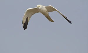 South Asia Prints: Pallid Harrier (Circus macrourus) adult male, in flight, India, february