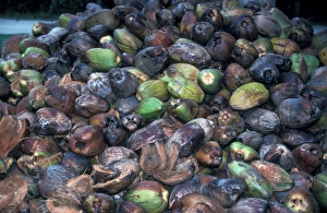 Palmae Prints: Palm Coconut Coconut (Cocos nucifera) Nuts still with husk s