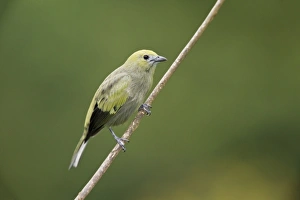 West Indian Prints: Palm Tanager (Thraupis palmarum) adult