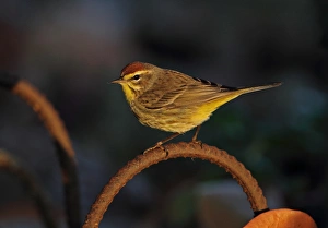 Warblers Prints: Palm Warbler (Dendroica palmarum) adult
