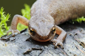 Belvedere Prints: Palmate Newt (Triturus helveticus) adult female