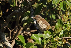 Range Prints: Palmchat (Dulus dominicus) adult