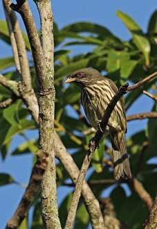 Palmchat (Dulus dominicus) adult, perched on twig, Bahoruco Mountains N. P. Dominican Republic, January