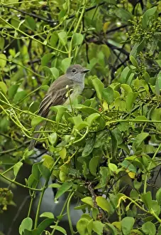 Fruits Prints: Panamanian Flycatcher (Myiarchus panamensis panamensis) adult