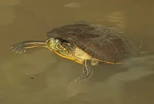 Rainforest Prints: Panamanian Slider (Trachemys venusta panamensis) adult