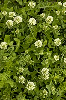 Middle East Prints: Panonnic Clover (Trifolium panonnicum) flowering, Pontic Mountains, Anatolia, Turkey, July