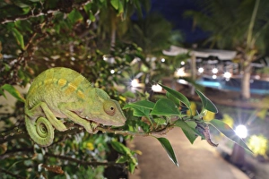 Madagascar Prints: Panther Chameleon (Furcifer pardalis) adult