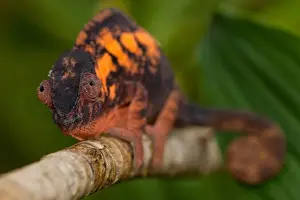 Madagascar Prints: Panther Chameleon (Furcifer pardalis) adult female