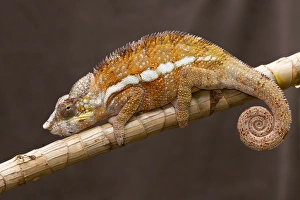 Madagascar Prints: Panther Chameleon (Furcifer pardalis) adult male