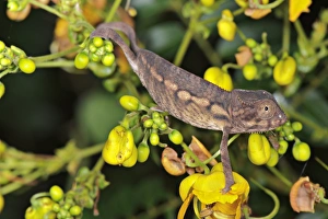 Madagascar Prints: Panther Chameleon (Furcifer pardalis) young