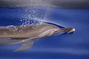 Pantropical Spotted Dolphin (Stenella attenuata) adult, breathing at surface of water, Maldives, march