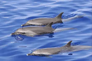Pantropical Spotted Dolphin (Stenella attenuata) three adults, swimming at surface of water, Maldives, march
