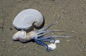 Paper Nautilus (Argonauta argo) Living female removed from shell / Krassa Beach, Skiathos