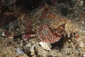 Muck Prints: Papuan Scorpionfish (Scorpaenopsis papuensis) adult