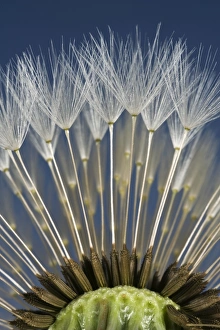Composite Prints: Parachutes or pappus of a dandelion, Taraxacum officinale, seedhead