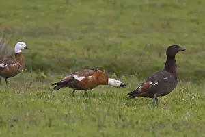 Drake Prints: Paradise Shelduck (Tadorna variegata) adult male and two adult females