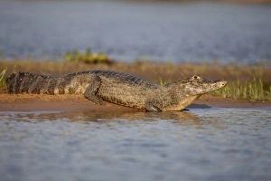 Mato Grosso Prints: Paraguayan Caiman (Caiman yacare) adult
