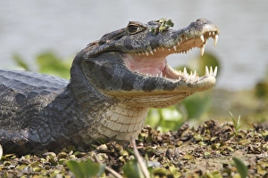 Paraguayan Caiman (Caiman yacare) adult, close-up of head, resting with mouth open, Pantanal, Mato Grosso, Brazil
