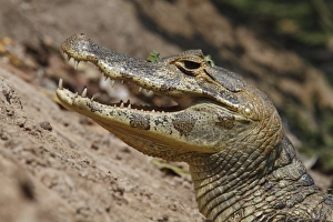 Paraguayan Caiman (Caiman yacare) adult, close-up of head, resting with mouth open, Pantanal, Mato Grosso, Brazil