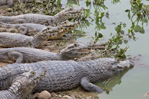 Paraguayan Caiman (Caiman yacare) adult and immatures, group resting on shore, Pantanal, Mato Grosso, Brazil