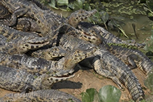 Gathered Prints: Paraguayan Caiman (Caiman yacare) adults
