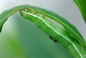 Parasitized Prints: Parasitic Chalcid Wasp (Chalcidoidea sp)