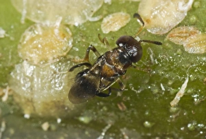 Parasitoid wasp, Encyrtus infelix, commercial biological control parasitoid laying her egg in scale insect host pests