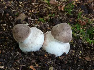 Parasol Mushroom (Macrolepiota procera) fruiting bodies, early stage, growing amongst decaying leaves on woodland
