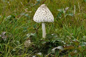 Lepiota Prints: Parasol Mushroom (Macrolepiota procera) fruiting body