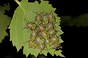 Cluster Prints: Parent Bug (Elasmucha grisea) nymphs, clustered together on leaf, Norfolk, England, July