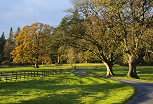 Colour Prints: Parkland trees in autumn colours, Leagram, Chipping, Lancashire, England, november
