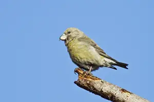 Parrot Crossbill (Loxia pytyopsittacus) adult female, perched on twig, Norfolk, England, February