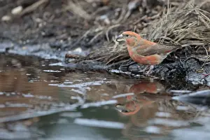 Drinking Prints: Parrot Crossbill (Loxia pytyopsittacus) adult male