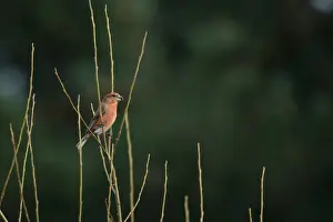 Parrot Crossbill (Loxia pytyopsittacus) adult male, perched on twigs, Norfolk, England, March