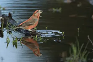 Parrot Crossbill (Loxia pytyopsittacus) adult male, drinking at pool, Norfolk, England, March