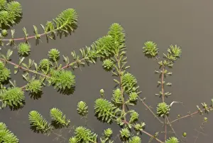 Aliens Prints: Parrot Feather (Myriophyllum aquaticum) introduced invasive species