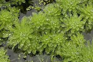 Parrot Feather (Myriophyllum aquaticum) introduced invasive species, growing in pond, Devon, England, September