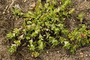 Brecklands Prints: Parsley-piert (Aphanes arvensis) flowering