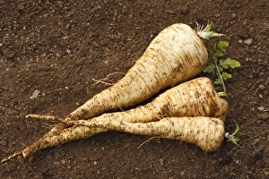 Parsnip (Pastinaca sativa) Javelin F1 variety, freshly dug roots, Powys, Wales, January