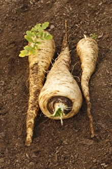 Varieties Prints: Parsnip (Pastinaca sativa) Javelin F1 variety, freshly dug roots, Powys, Wales, January