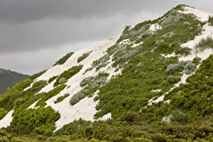 Cape Prints: Partly-vegetated high dunes habitat on west coast