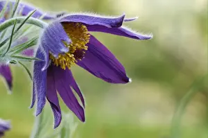 Pasqueflowers Prints: Pasqueflower (Pulsatilla vulgaris) close-up of flower, Oxfordshire, England