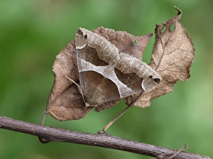Leaves Prints: Passenger Moth (Dysgonia algira) adult